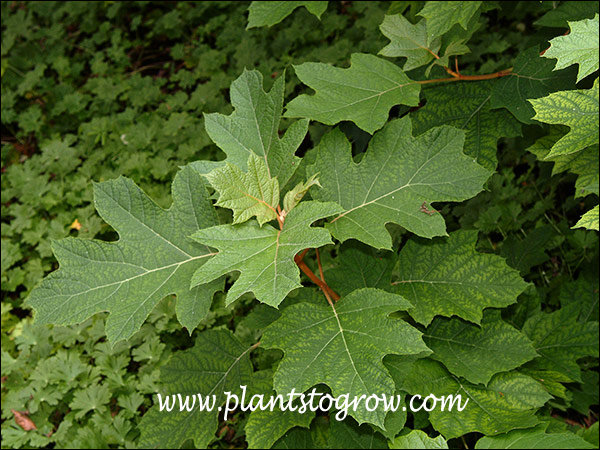The common name for this group of Hydrangea is Oak Leaf.